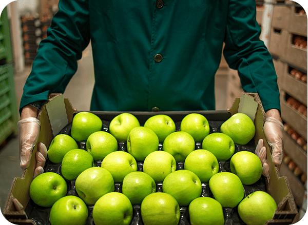 imagem-de-forcedor-de-maçãs-verdes-1 imagem-de-forcedor-de-maçãs-verdes-1