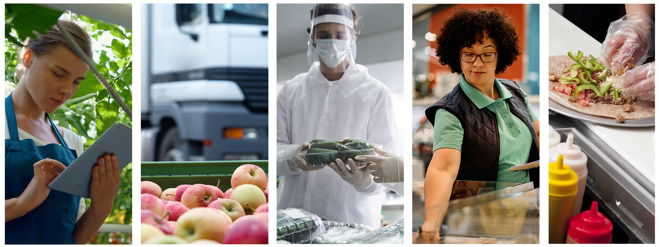 imagem-dos-elos-da-cadeia-de-alimentos copiar