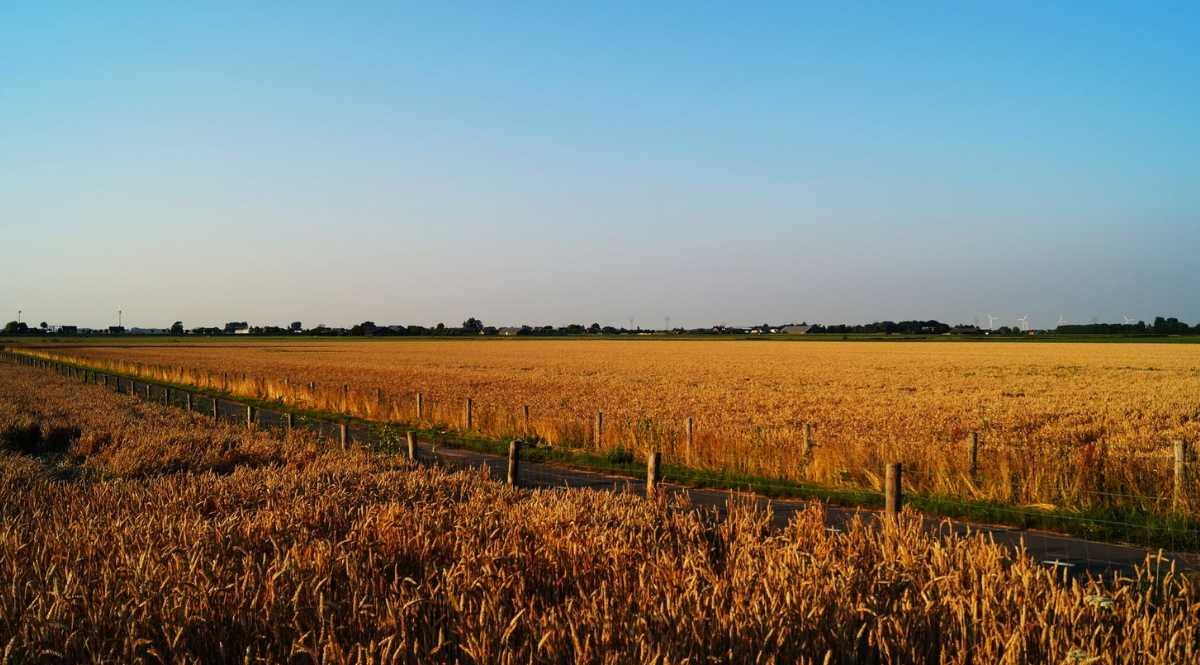 campo