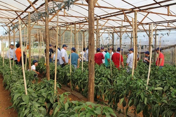 Foto Visita plantação
